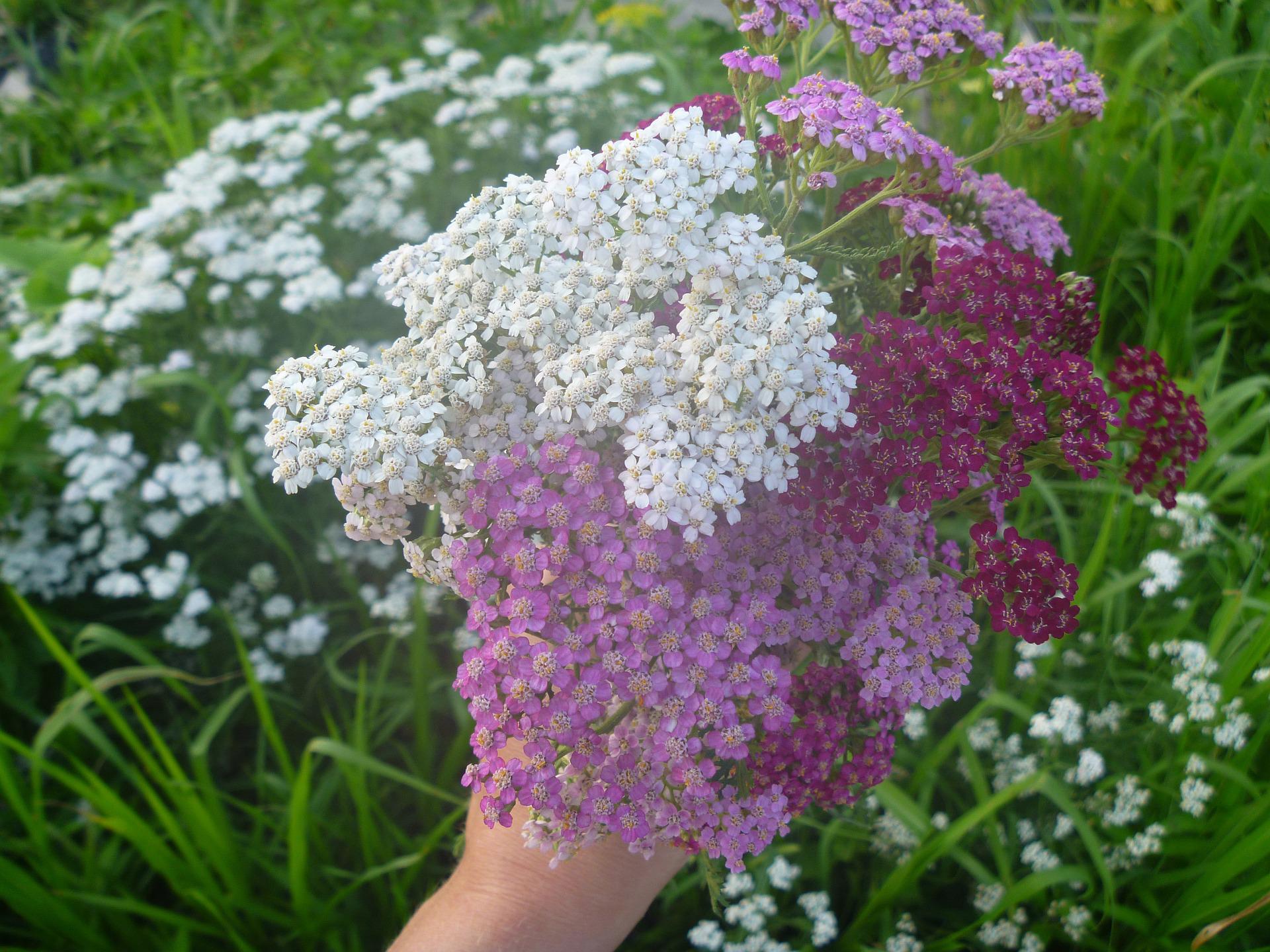 wild yarrow in a womans hand